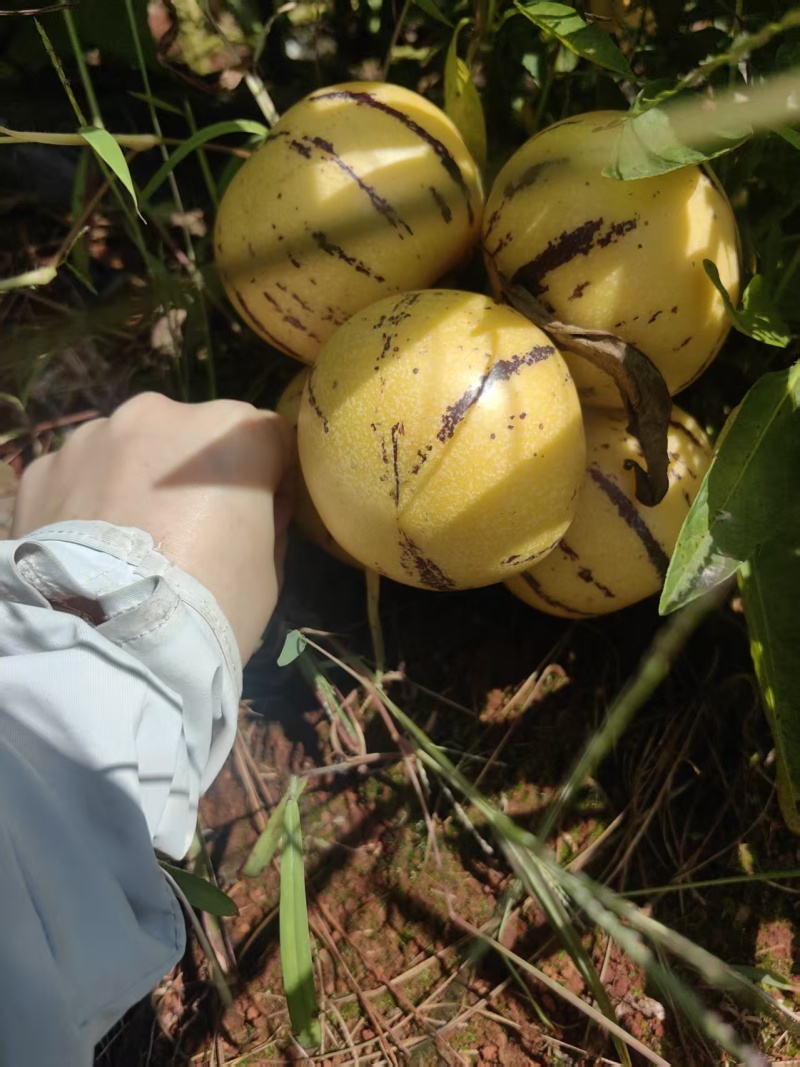 石林圭山人参果产地直供货源充足量大从优欢迎联系