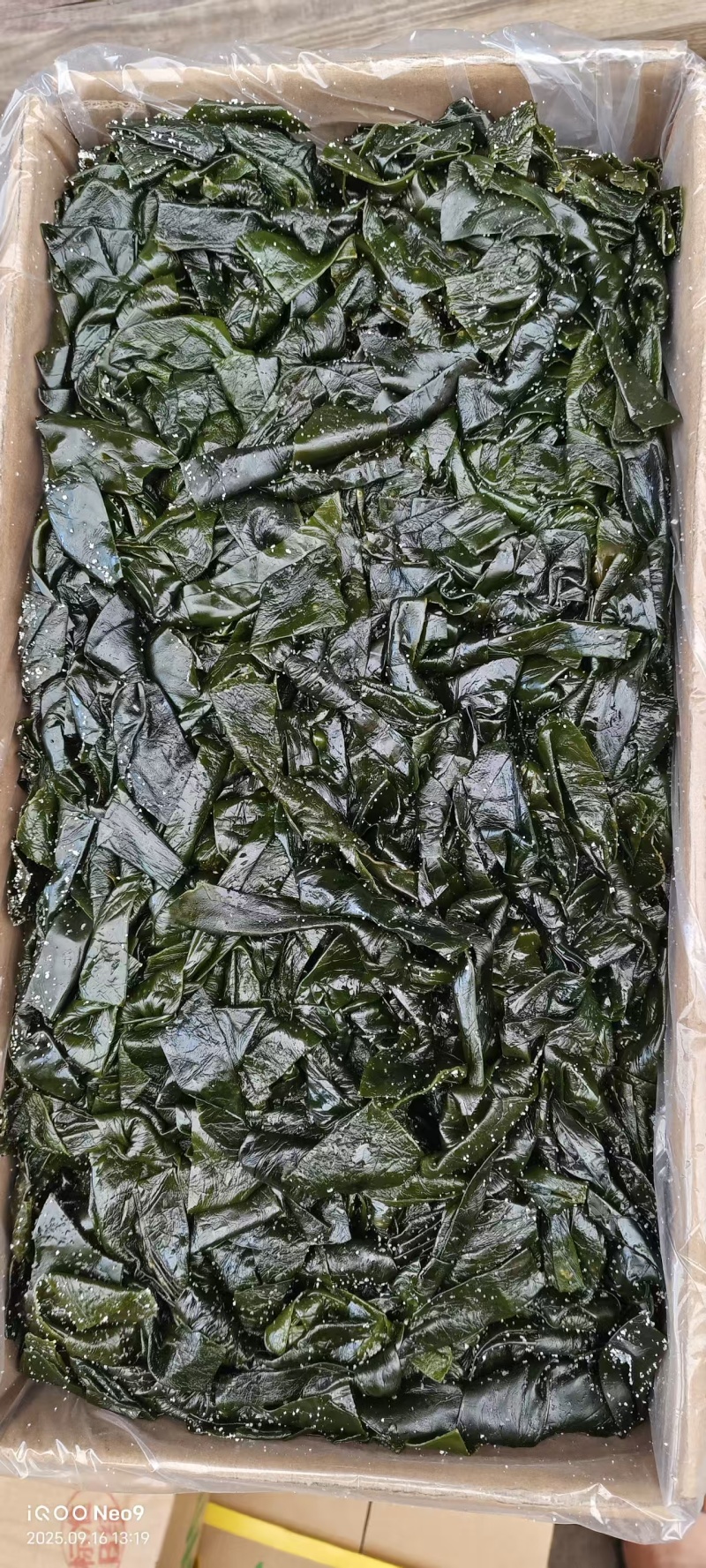 盐渍海带花头、海带结、海带丝、海带嫩苗。