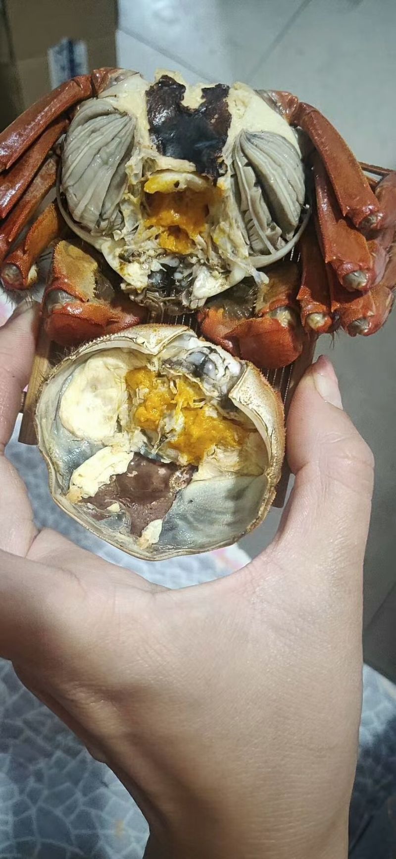 正宗盘锦稻田河蟹批发零售产地批发膏满黄肥