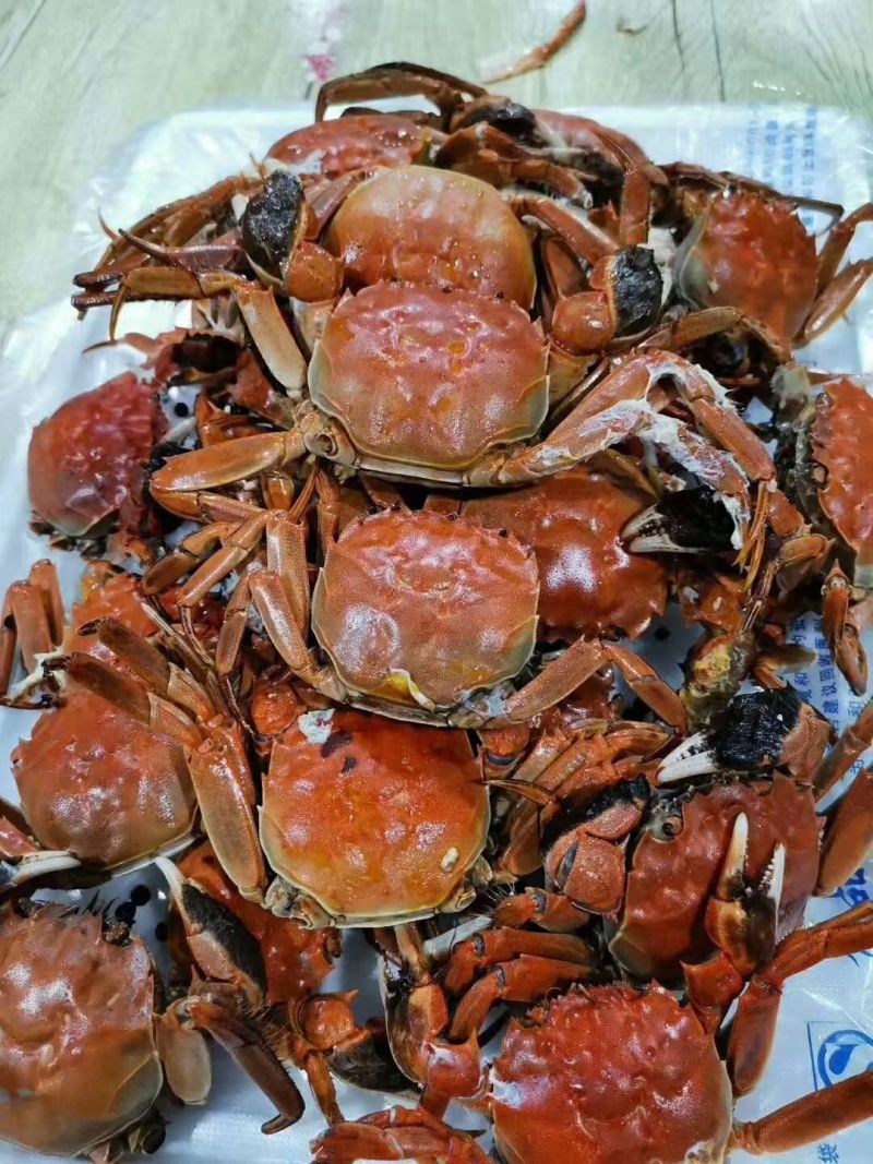 正宗盘锦稻田河蟹批发零售产地批发膏满黄肥