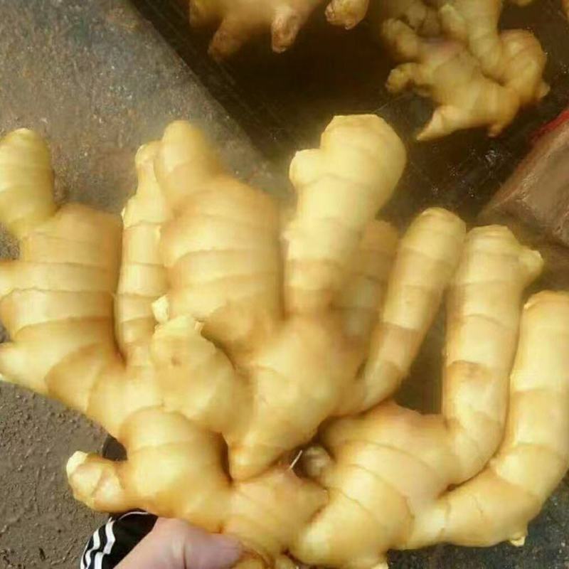 风干姜/日照大黄姜，水洗姜/泥姜/可出口/随到随装