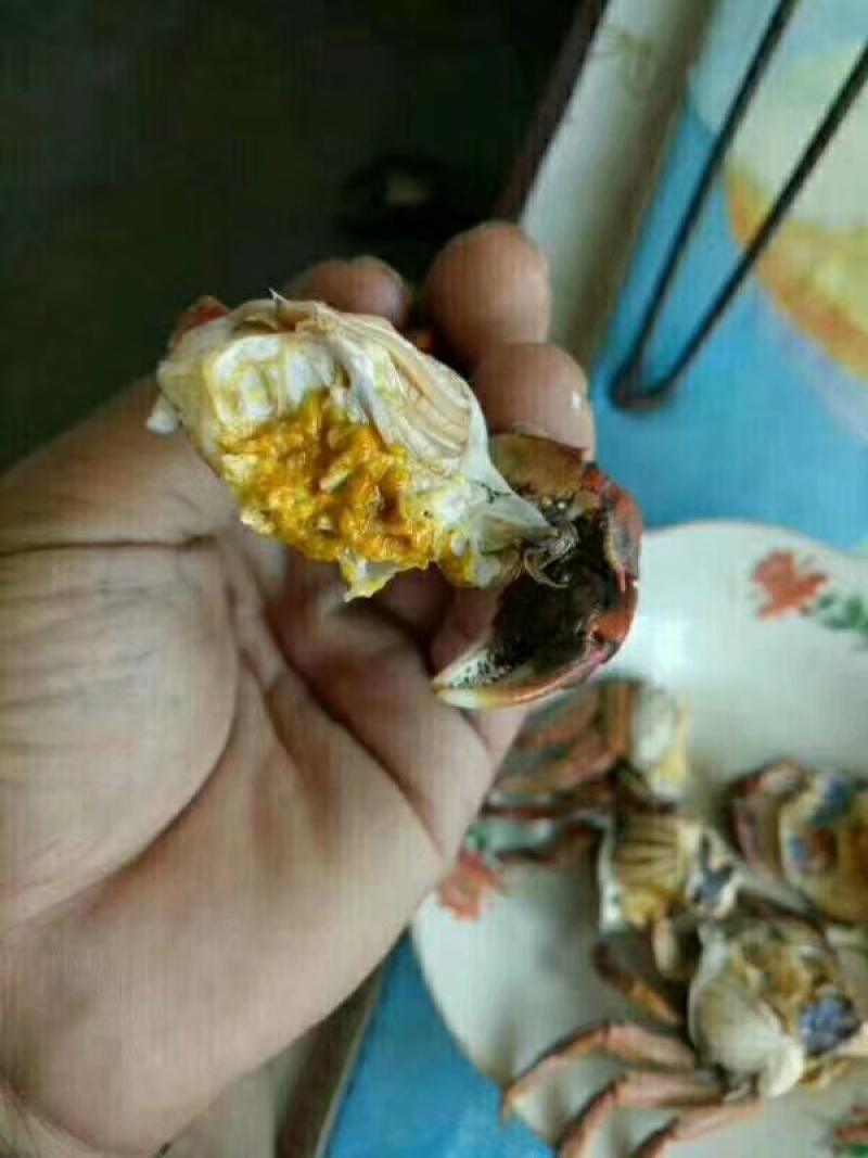 正宗盘锦稻田河蟹批发零售产地直发，膏满黄肥，
