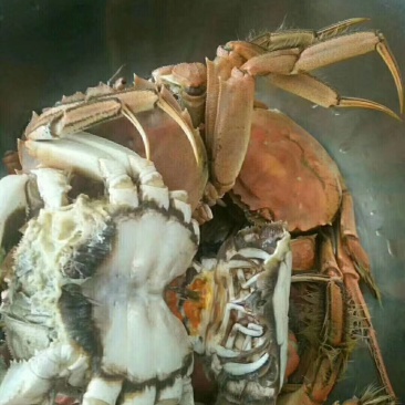 正宗盘锦稻田河蟹批发零售产地直发，膏满黄肥，