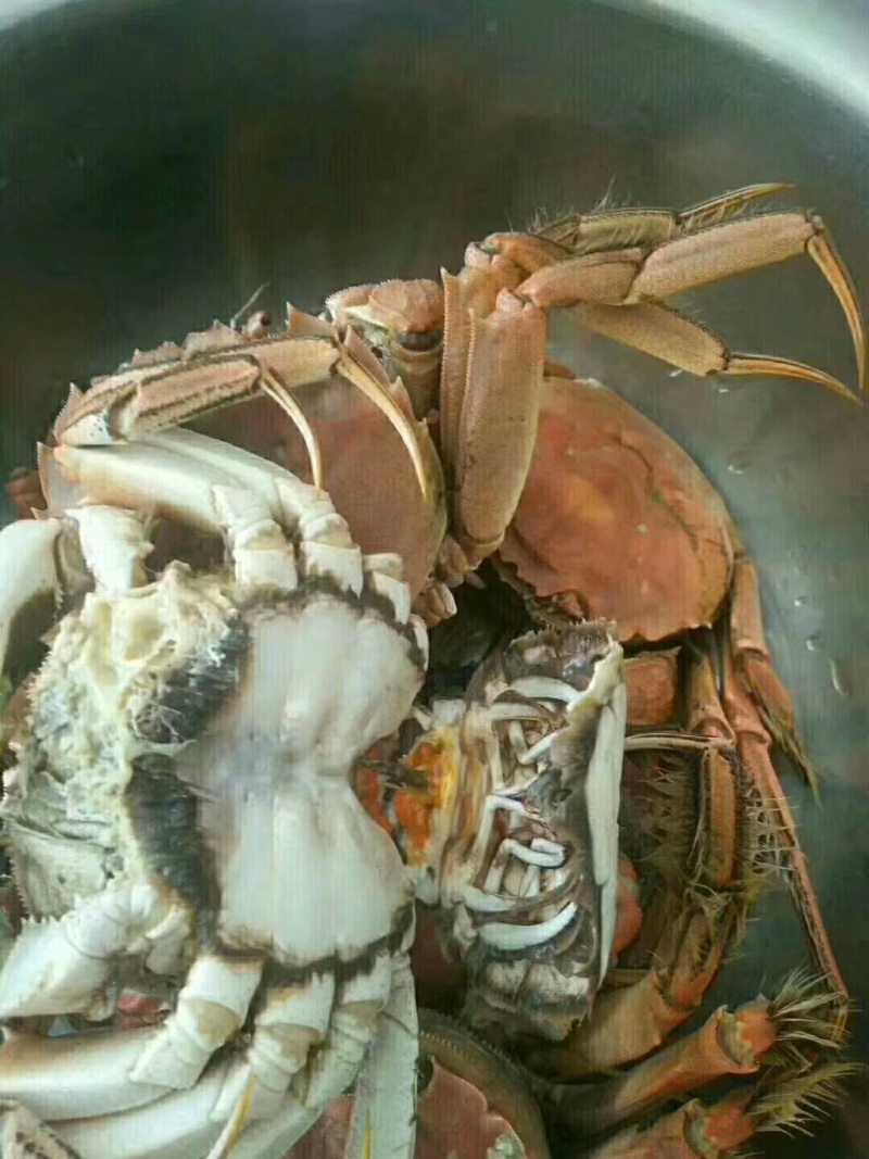 正宗盘锦稻田河蟹批发零售产地直发，膏满黄肥，