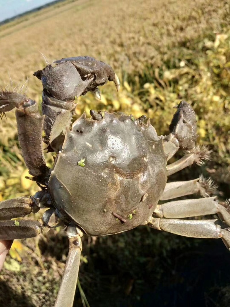 正宗盘锦稻田河蟹批发零售产地直发，膏满黄肥，