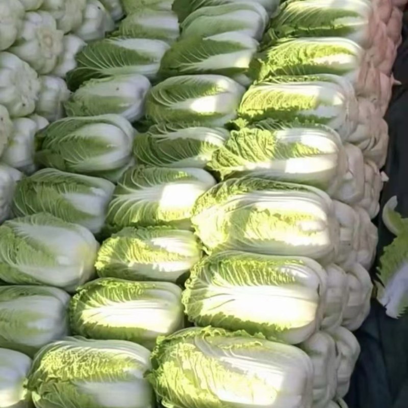 东北黄心白菜，市场菜，