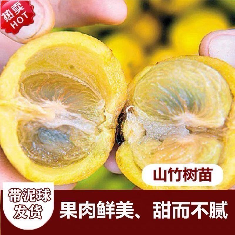 泰国无籽山竹苗当年结果买一送一黄金山竹