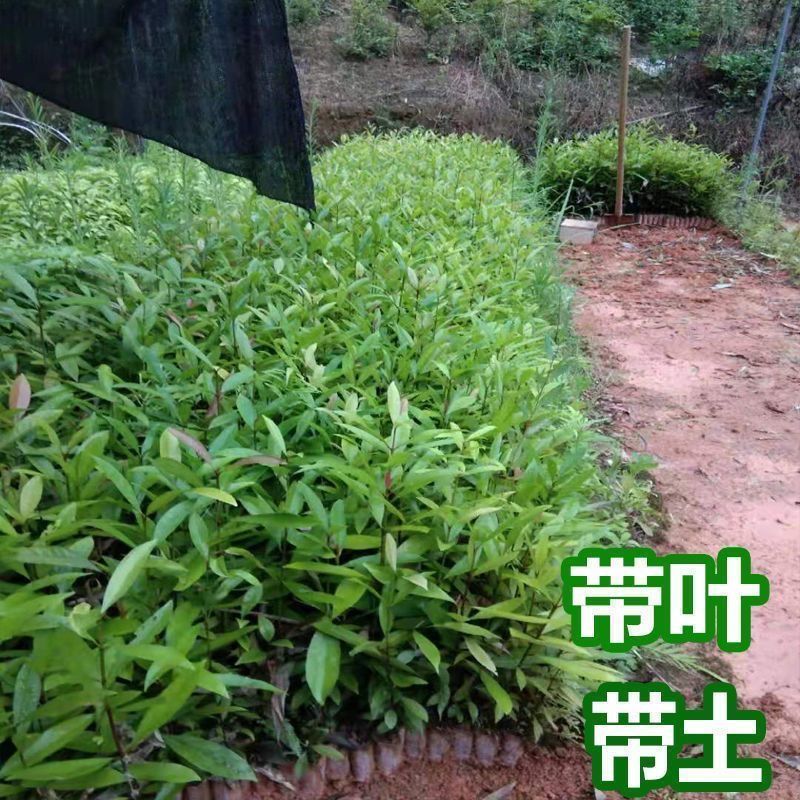 泰国无籽山竹苗当年结果买一送一黄金山竹
