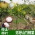 泰国无籽山竹苗当年结果买一送一黄金山竹