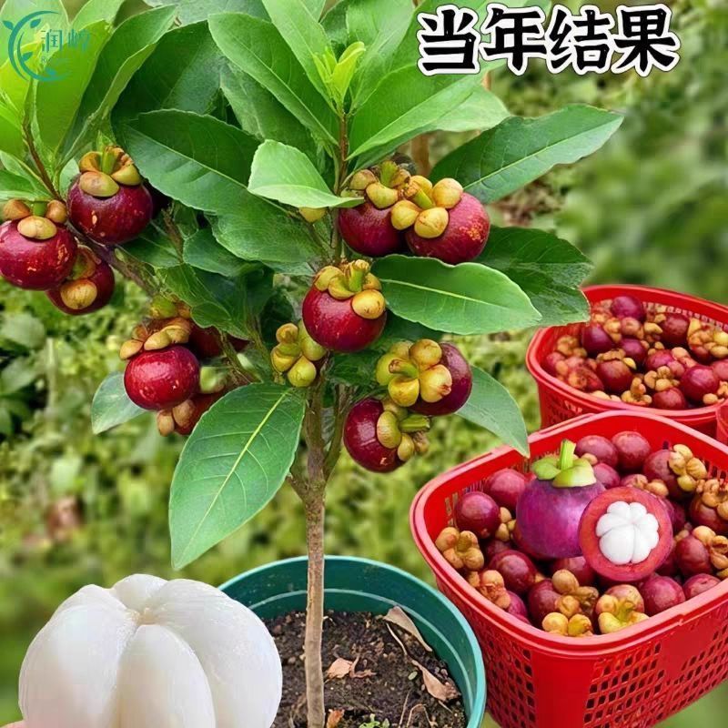 泰国无籽山竹苗当年结果买一送一黄金山竹