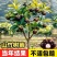 泰国无籽山竹苗当年结果买一送一黄金山竹