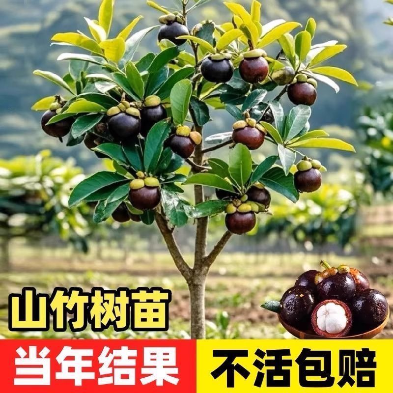 泰国无籽山竹苗当年结果买一送一黄金山竹
