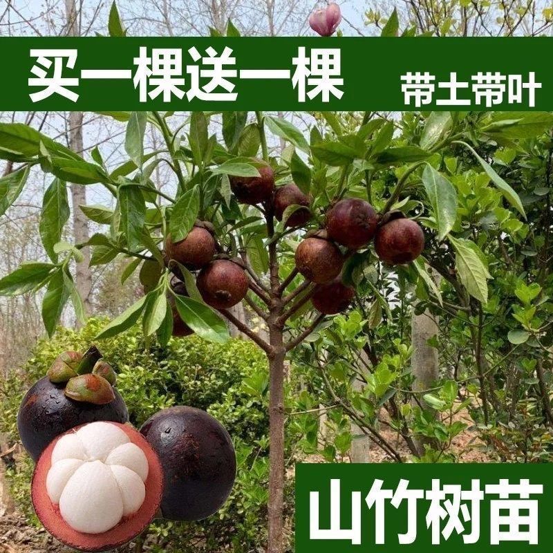 泰国无籽山竹苗当年结果买一送一黄金山竹