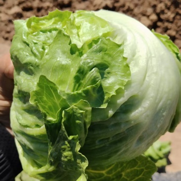 大量球生菜，价格可聊，有意向者联系