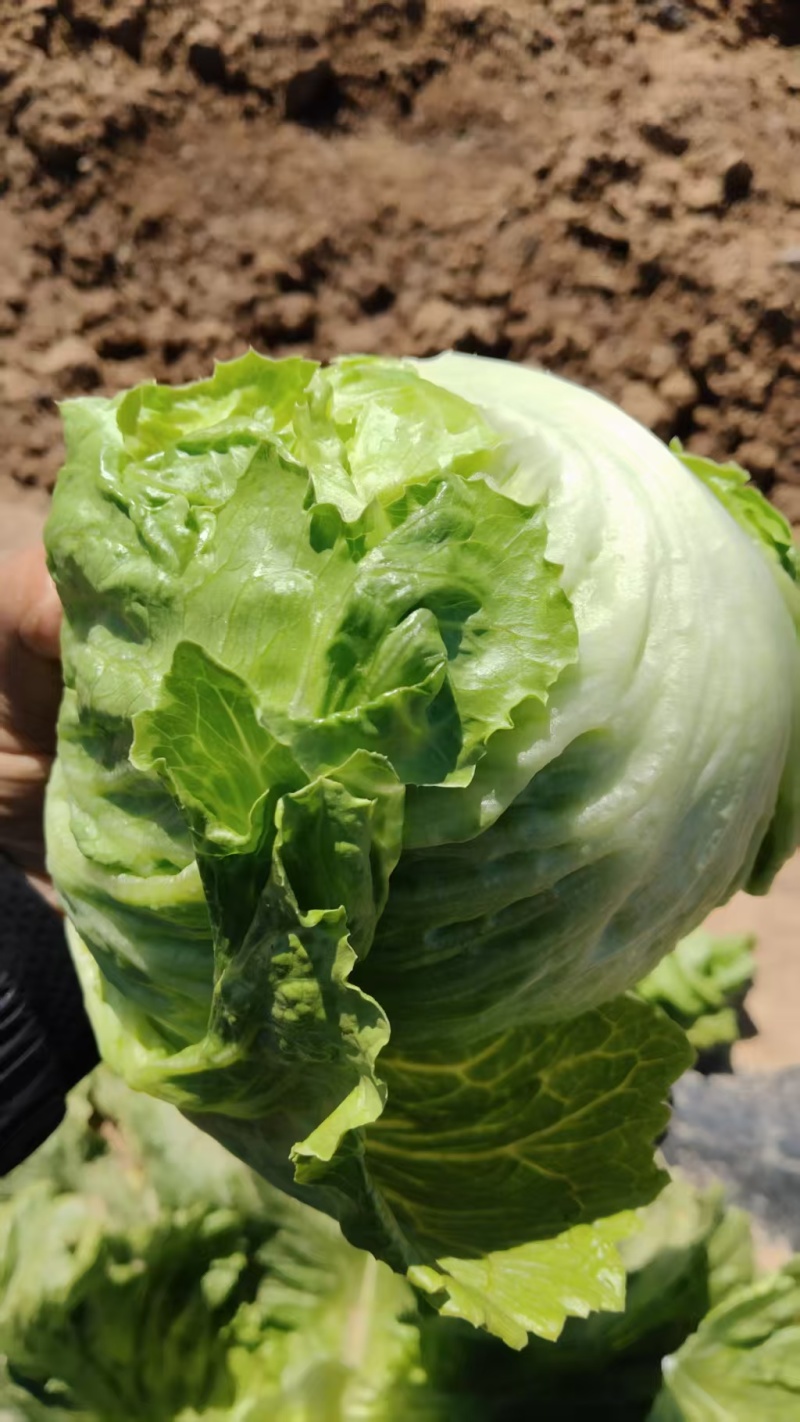 大量球生菜，价格可聊，有意向者联系