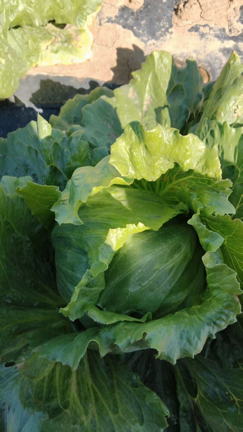 大量球生菜，价格可聊，有意向者联系