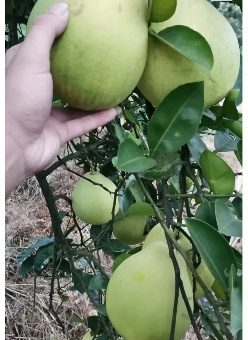 四川乐山精品白心柚产地直供，对接全国客商。可视频看货。