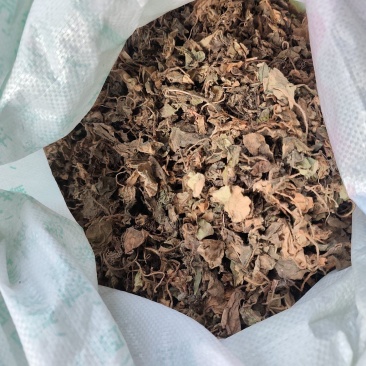贵州铜仁非种植中药材虎耳草无硫干品质优价廉欢迎购买