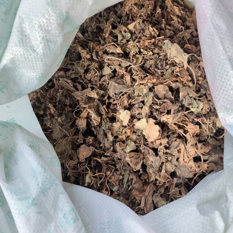 贵州铜仁非种植中药材虎耳草无硫干品质优价廉欢迎购买