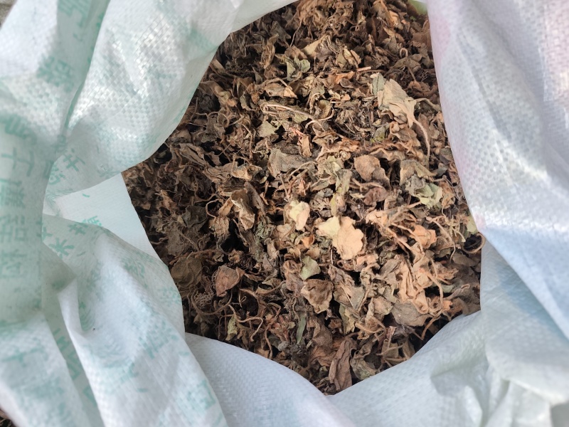 贵州铜仁非种植中药材虎耳草无硫干品质优价廉欢迎购买