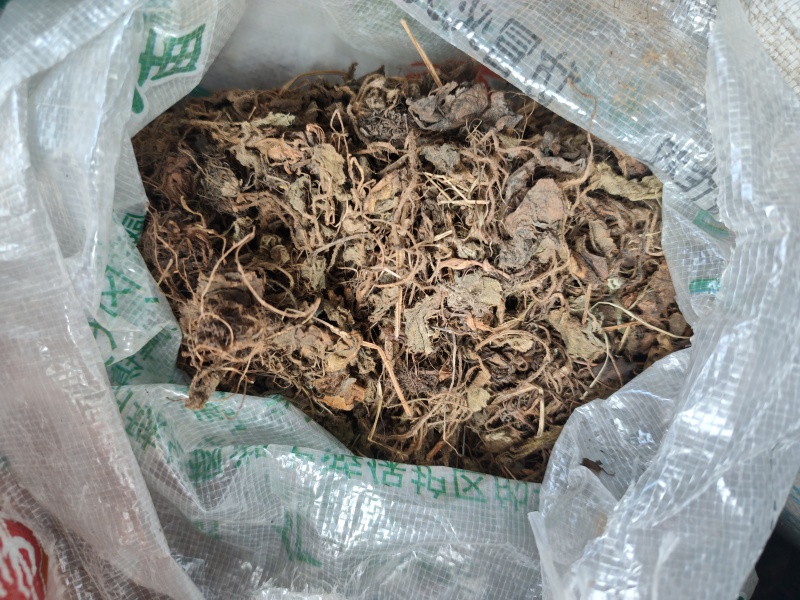 贵州铜仁非种植中药材虎耳草无硫干品质优价廉欢迎购买