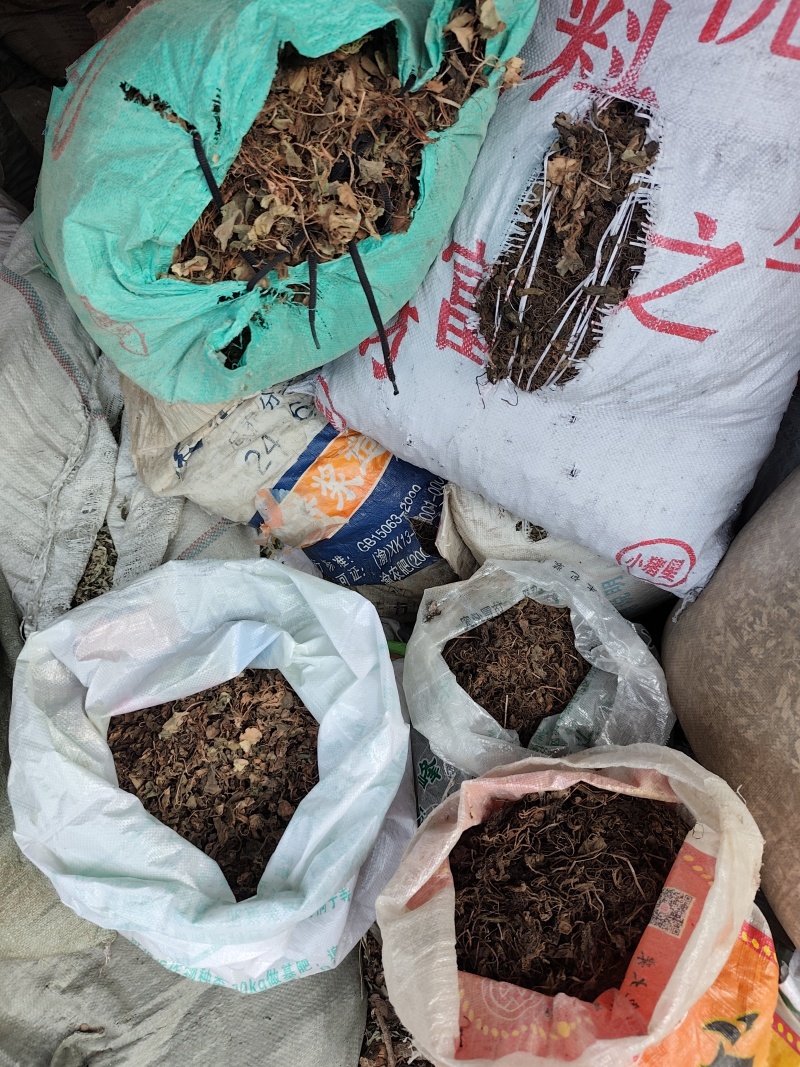 贵州铜仁非种植中药材虎耳草无硫干品质优价廉欢迎购买