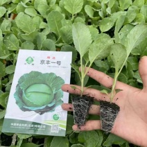 京白菜（大莲花白）