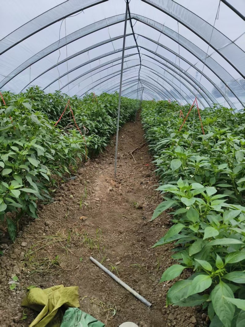 芜湖椒薄皮椒对接批发市场采购商超电商等全国可走货