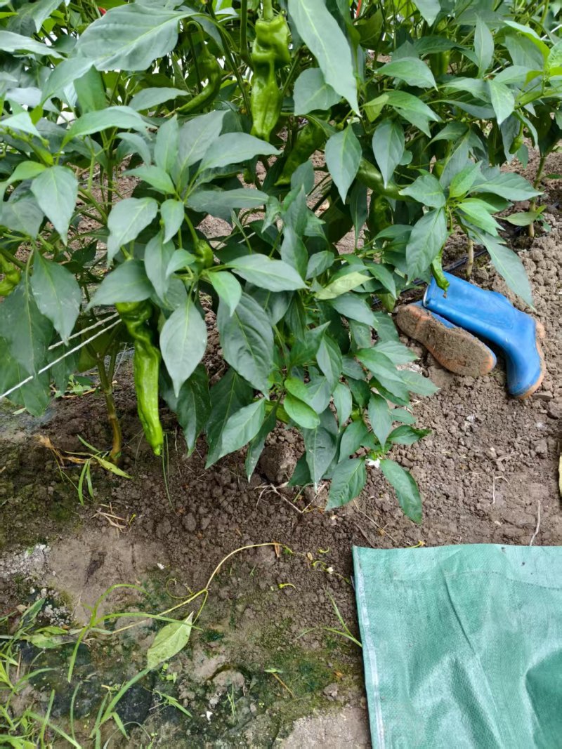 芜湖椒薄皮椒对接批发市场采购商超电商等全国可走货