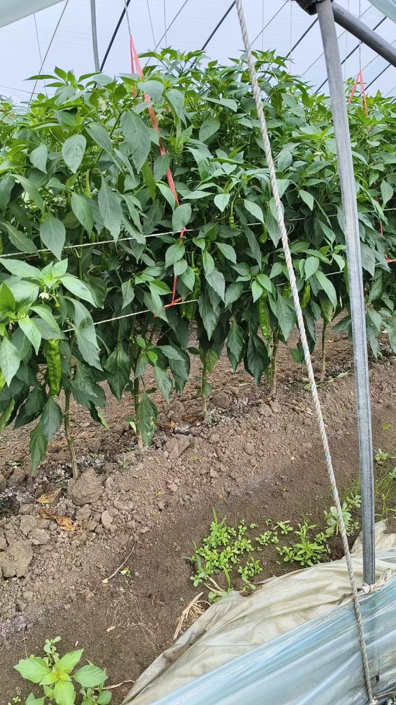 芜湖椒薄皮椒对接批发市场采购商超电商等全国可走货