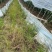 芜湖椒薄皮椒对接批发市场采购商超电商等全国可走货