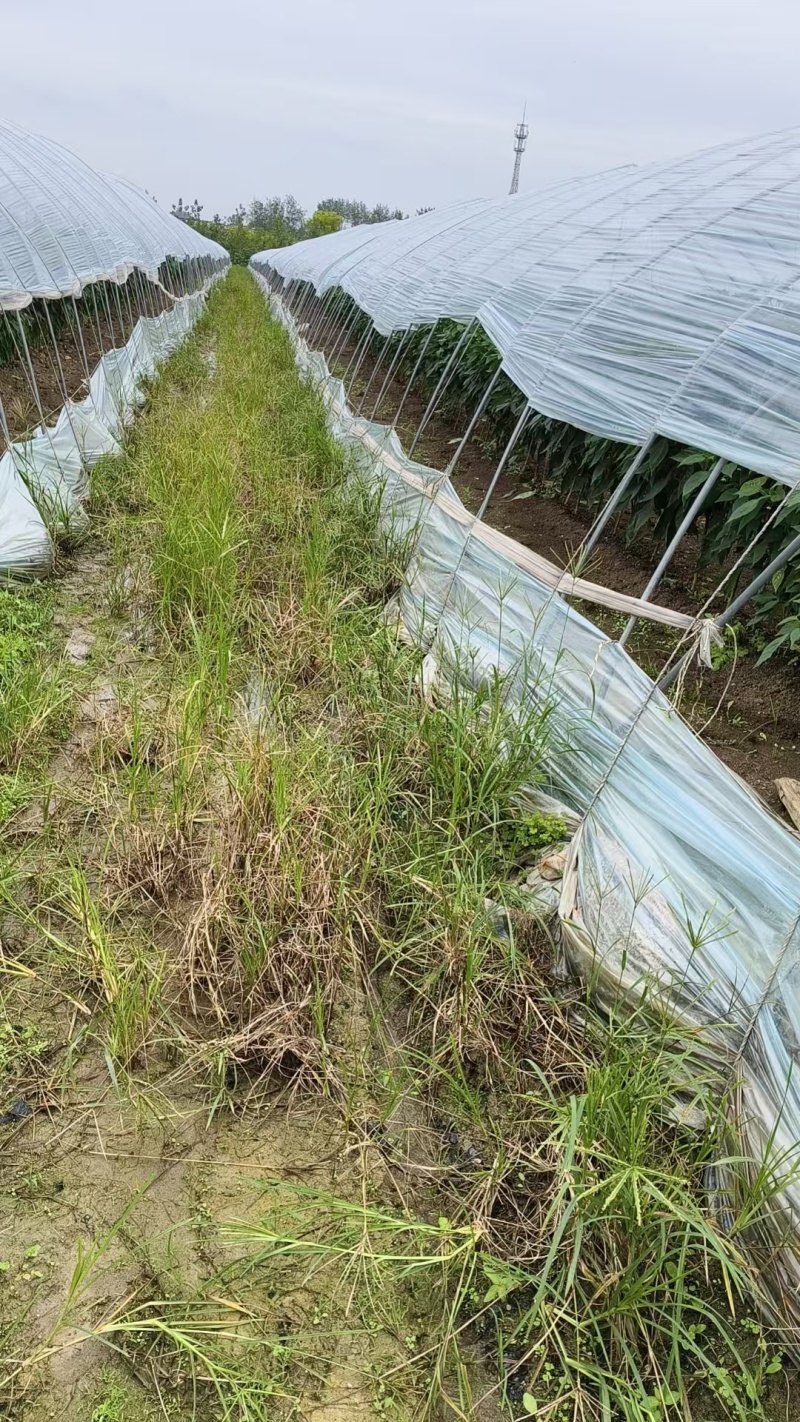 芜湖椒薄皮椒对接批发市场采购商超电商等全国可走货