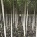 3公分河北杨价格河北杨主产区3公分河北杨200000株