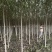 3公分河北杨价格河北杨主产区3公分河北杨200000株