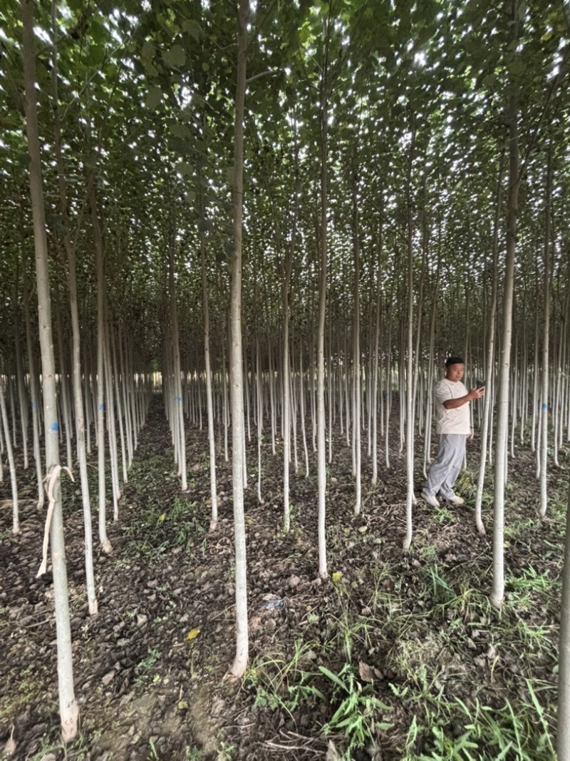 3公分河北杨价格河北杨主产区3公分河北杨200000株