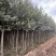 3公分河北杨价格河北杨主产区3公分河北杨200000株