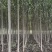 3公分河北杨价格河北杨主产区3公分河北杨200000株