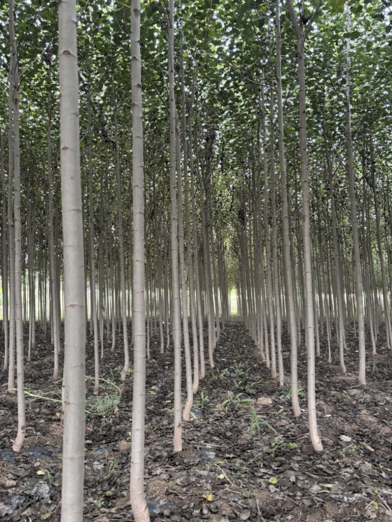 3公分河北杨价格河北杨主产区3公分河北杨200000株