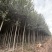 3公分河北杨价格河北杨主产区3公分河北杨200000株
