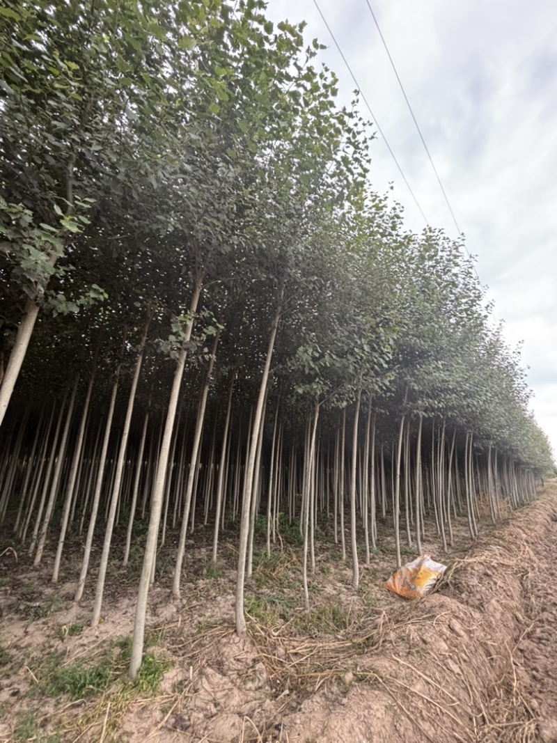 3公分河北杨价格河北杨主产区3公分河北杨200000株