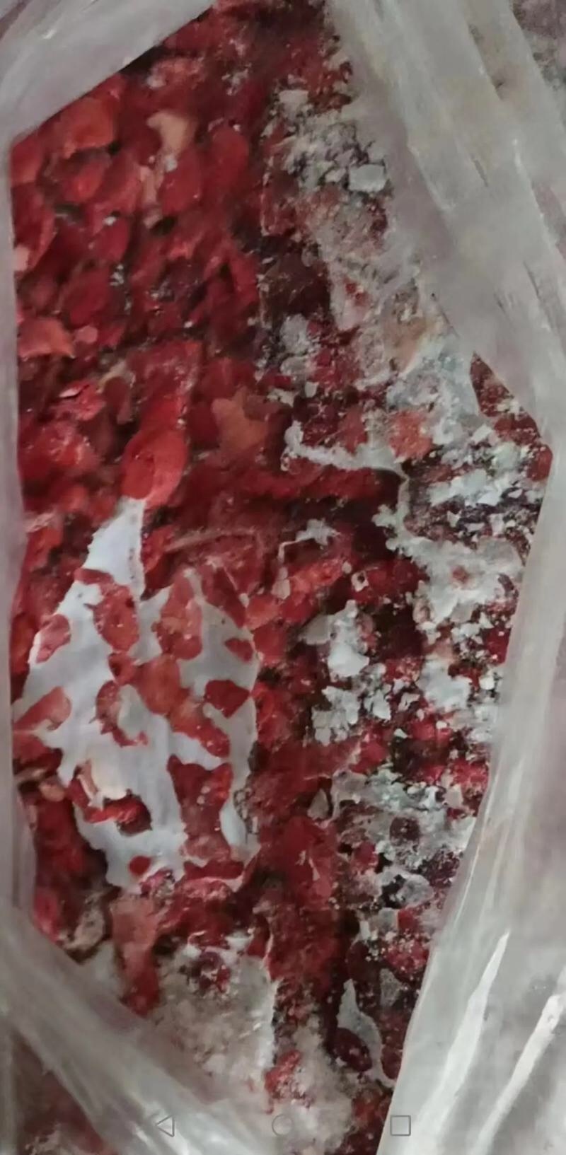 鸡肺