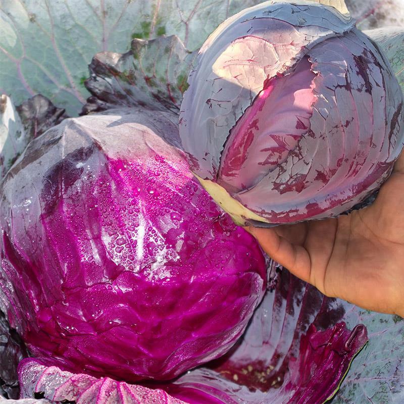 紫金甘蓝种子圆球形紫甘蓝种籽紫红色包心菜种孑大头菜