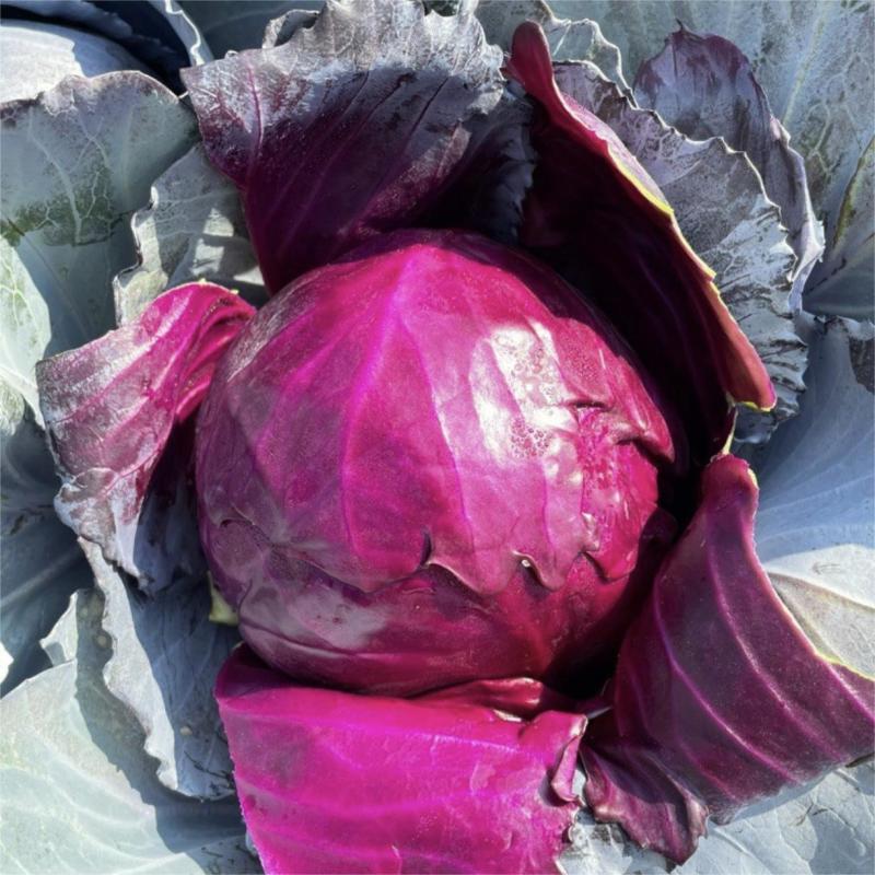 紫金甘蓝种子圆球形紫甘蓝种籽紫红色包心菜种孑大头菜
