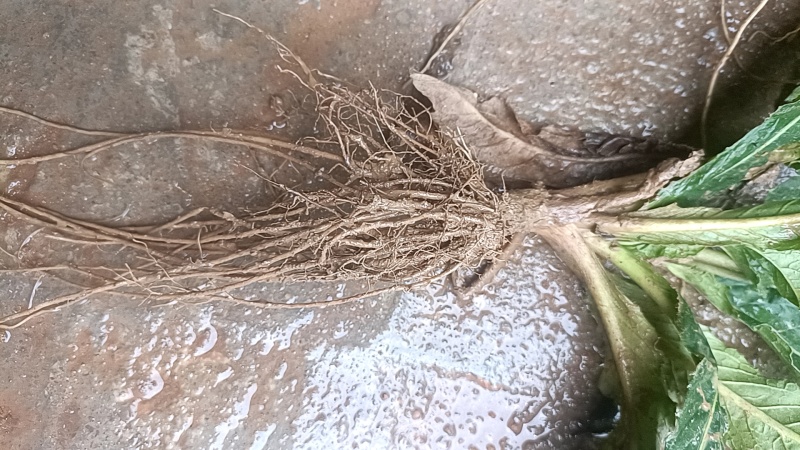 新鲜地胆草鲜品——优质大个头(现挖——可视频验货)