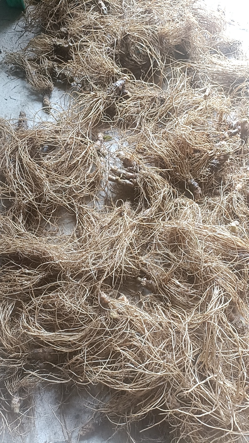 新鲜地胆草鲜品——优质大个头(现挖——可视频验货)