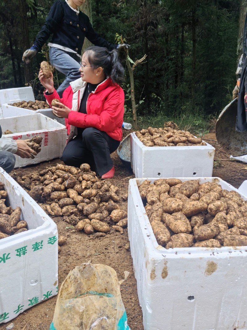 贵州高山仿野生天麻