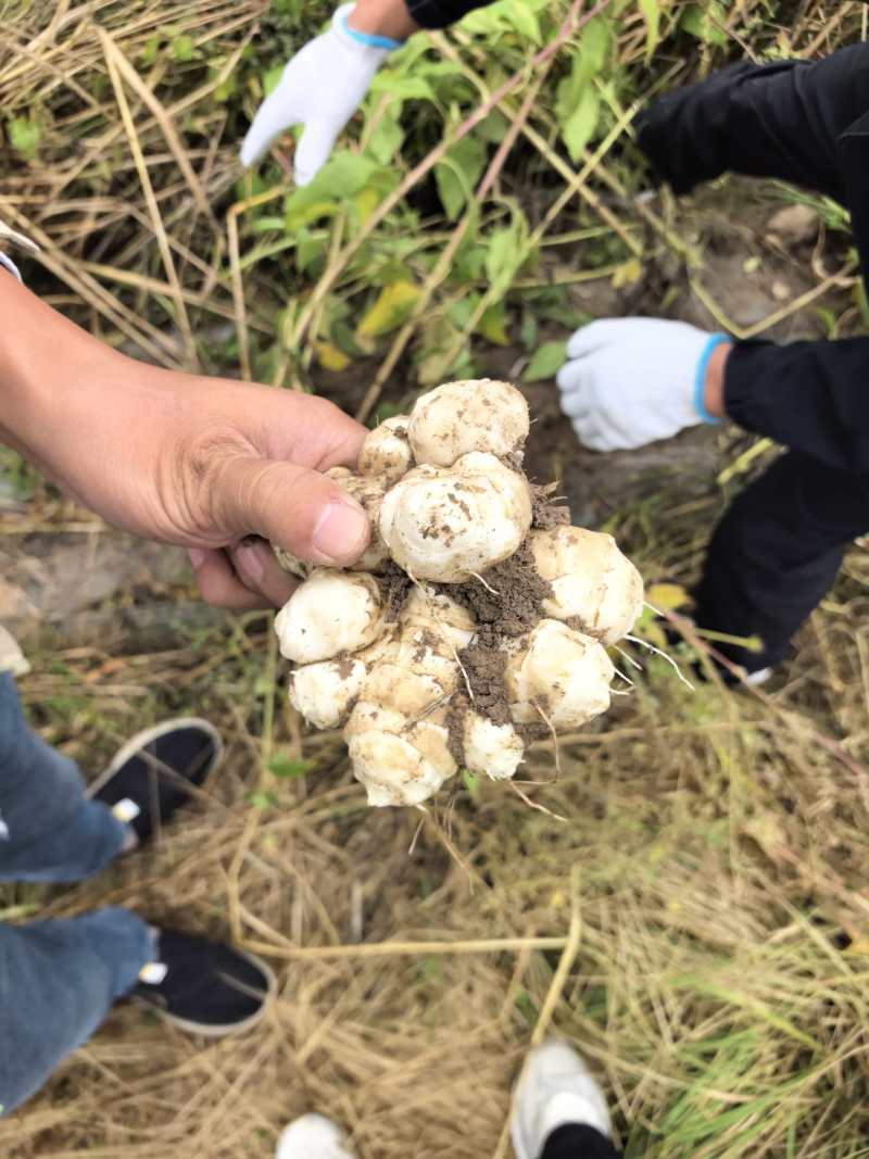 灵宝市万亩洋姜大量上市保质保量对接全国客商货量足