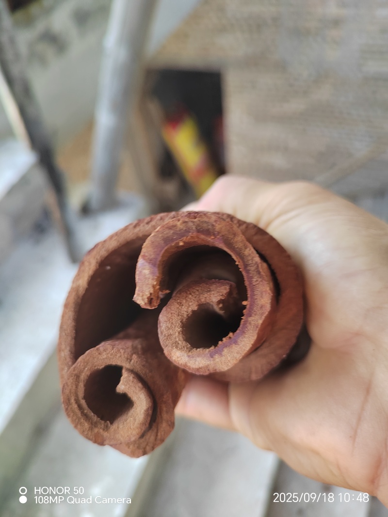 紫油桂