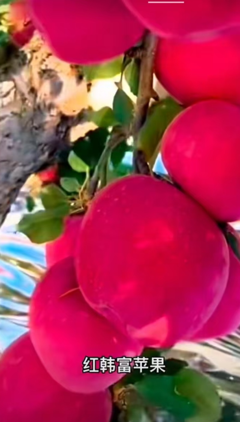 各种果树苗木，苹果苗，桃苗，杏苗，李子苗，山楂苗，梨苗，