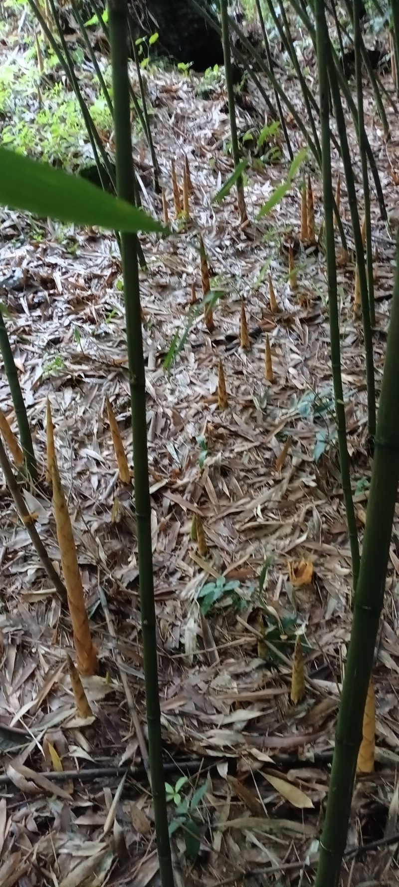 方竹笋秋笋